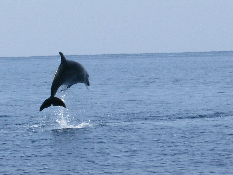 Delfini